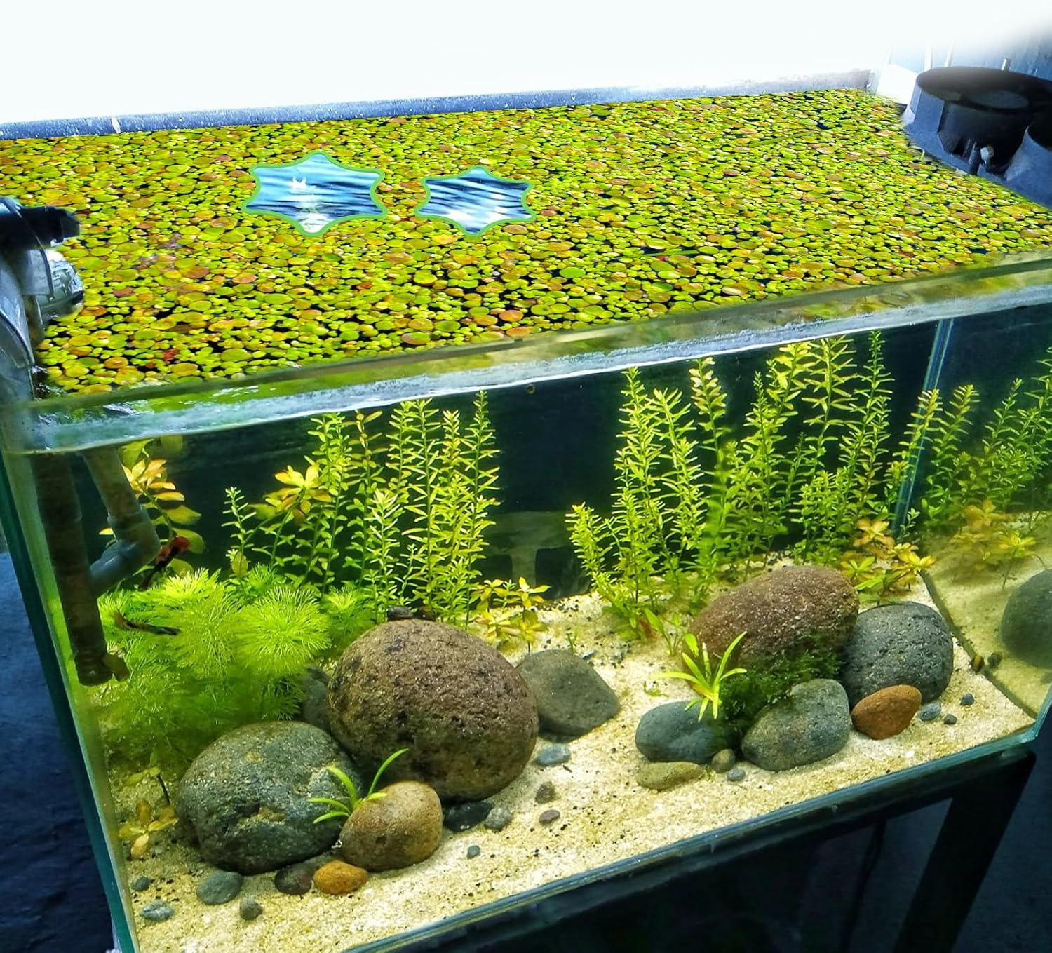 5Pcs Aquarium Floating Plant Rings, Foam Floating Plant Corral Flower Shaped Fish Feeding Rings Fish Tank Food Ring for Intercepting Floating Plants (Green) image number 2