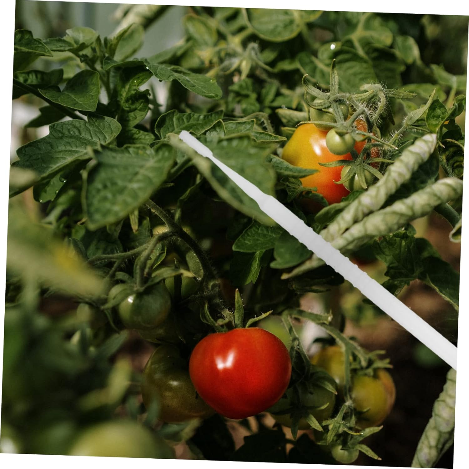 20Pcs Manual Plant Pollinator Tool for Vegetable and Fruit Trees, Portable White Gardening Pollination Brushes for Outdoor Fruit and Flower Pollinating image number 4