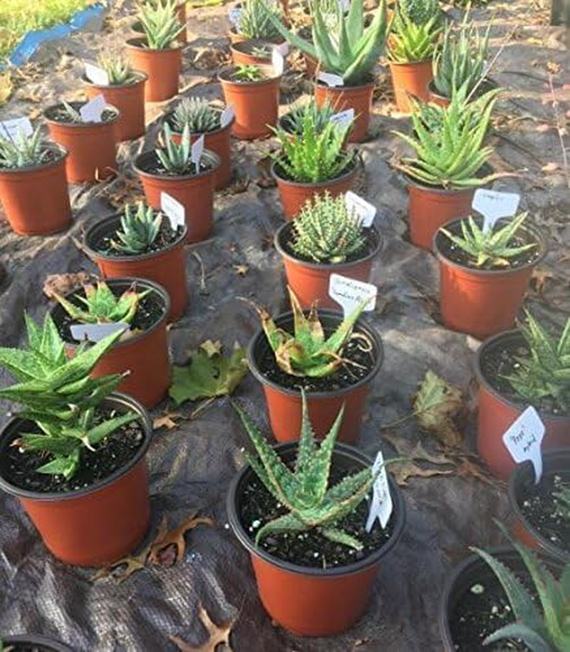 KINGLAKE 100 Pcs 6 X10Cm Plastic Plant T-Type Tags Nursery Garden Labels image number 2