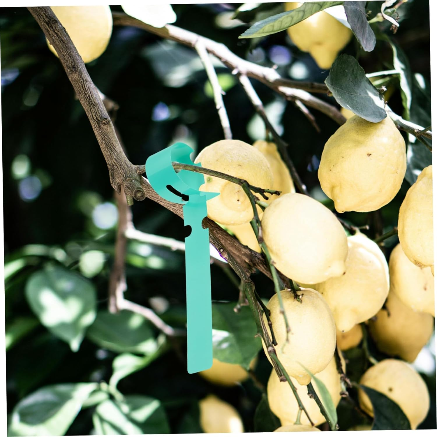 100Pcs Large Plant Tags for Garden Plastic Tree Labels Weatherproof Greenery Stakes 2X20Cm Wrap around Hanging Tags Easy to Write and Clean image number 5