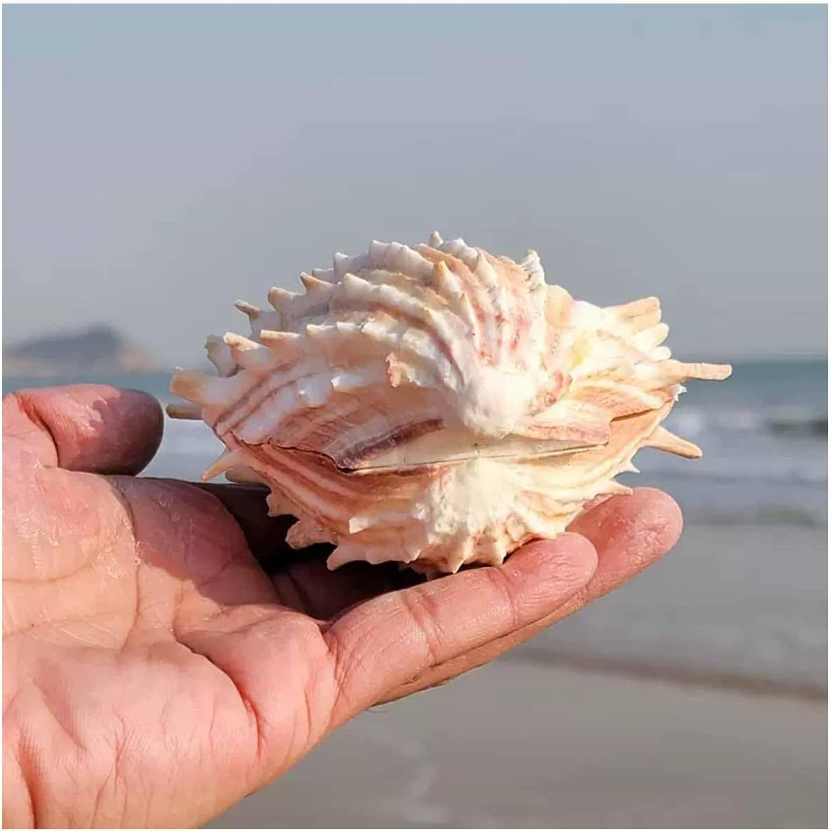 Shells,Conch Shell, Shells Natural Large Conch Shell 10-13Cm for Home Decorations,Diy Crafts(12~13Cm) image number 1