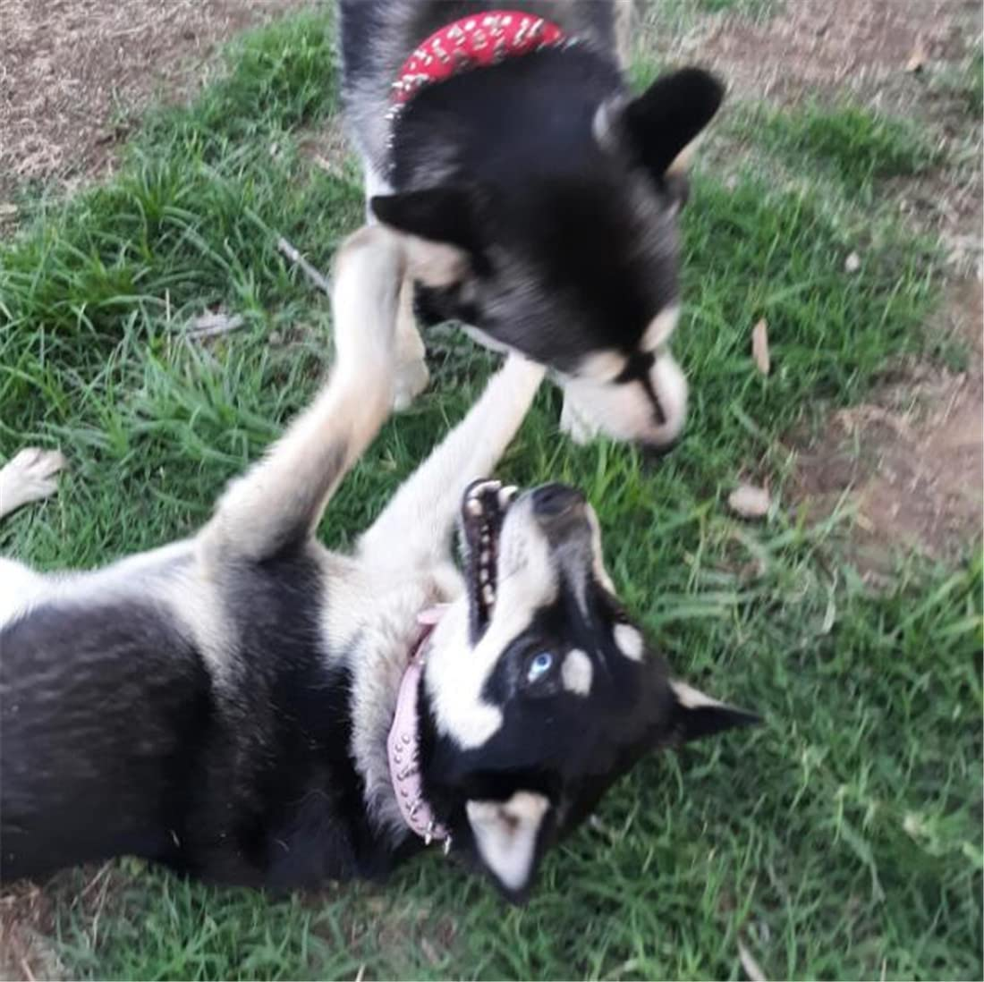 Hoot PU Leather Adjustable Spiked Studded Dog Collar 2" Wide 31 Spikes 52 Studs (S(Neck 17"-20"), Purple) image number 2