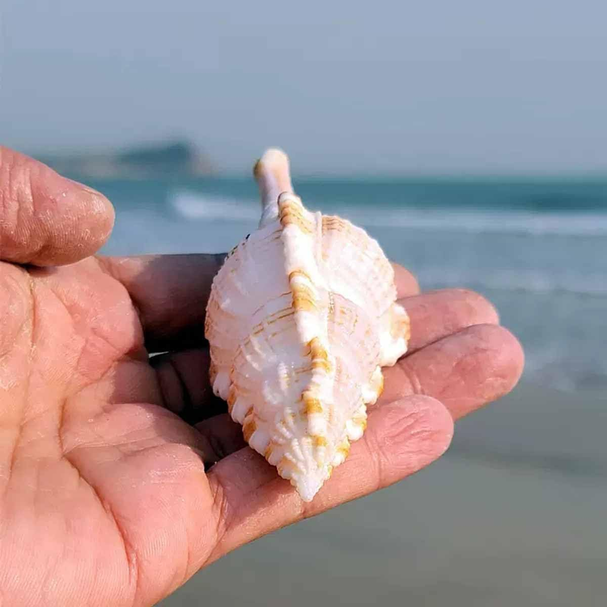 Shells,Conch Shell, Natural Large Conch 6~8Cm for Wedding Decor Beach Theme Party, Home Decorations(7-8Cm) image number 1