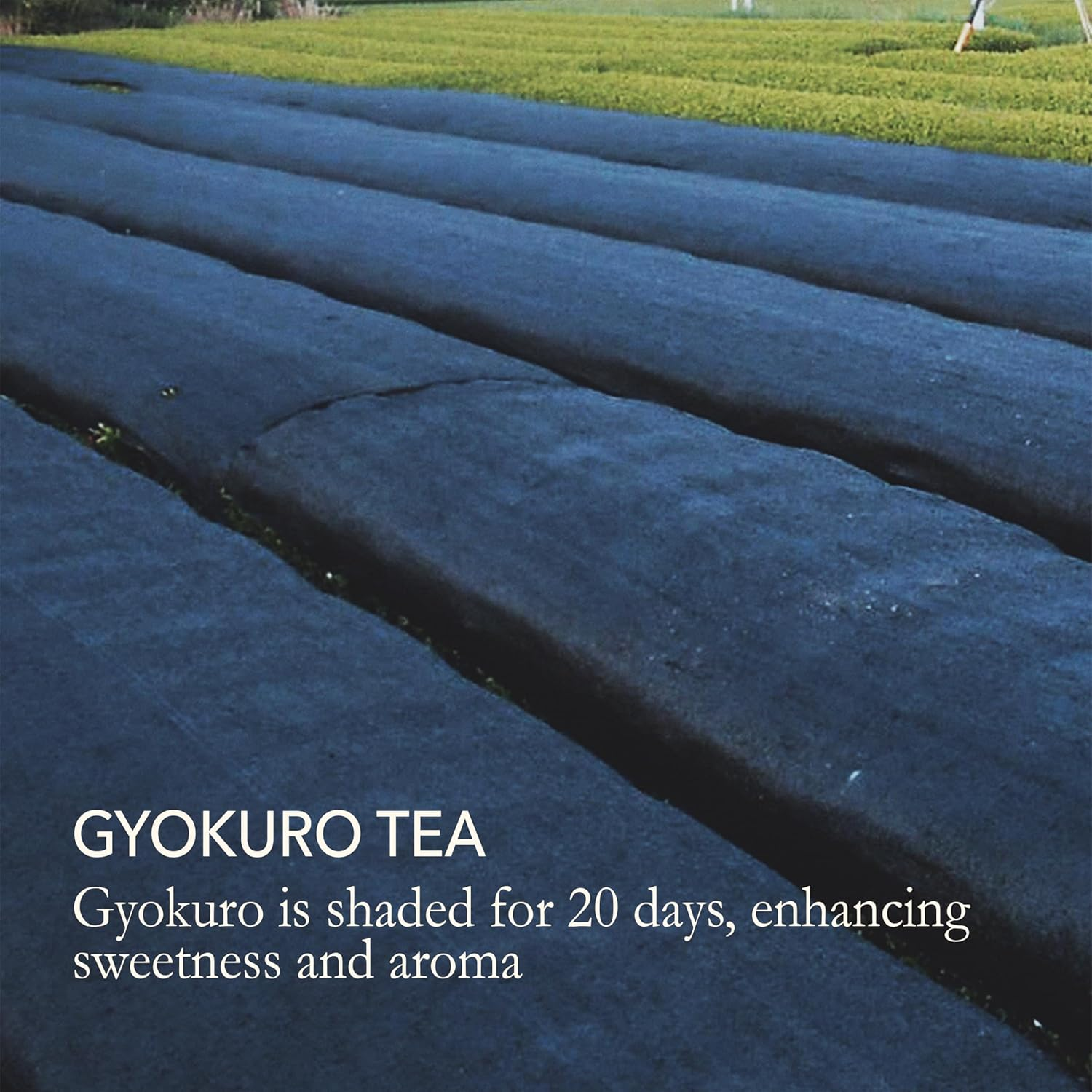 Gyokuro Green Tea &ndash; Japanese Green Tea Loose Leaf &ndash; Yabukita High Caffeine Tea &ndash; Rich Green Tea Loose Leaf &ndash; Vegan and All-Natural Japanese Green Tea &ndash; 3.5Oz 100G image number 3
