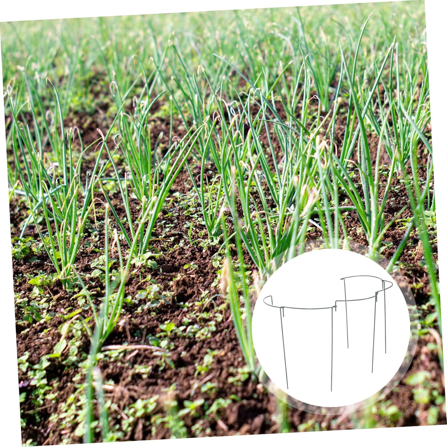 5Pcs Plant Trellis Support for Climbing Plants Curved Flower Bracket for Use Garden Stake Height image number 1