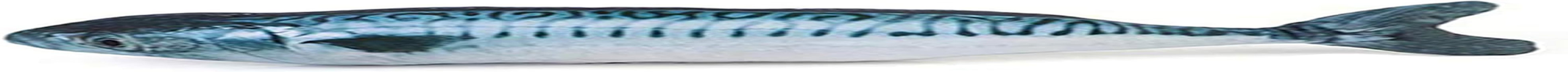 Cat Fish Toys Silvervine Chew Toys with Catnip for Kittens, Interactive Indoor Catmint Dental Toy for Teeth Cleaning, 20&times;7&times;3.5Cm (Mackerel Fish)