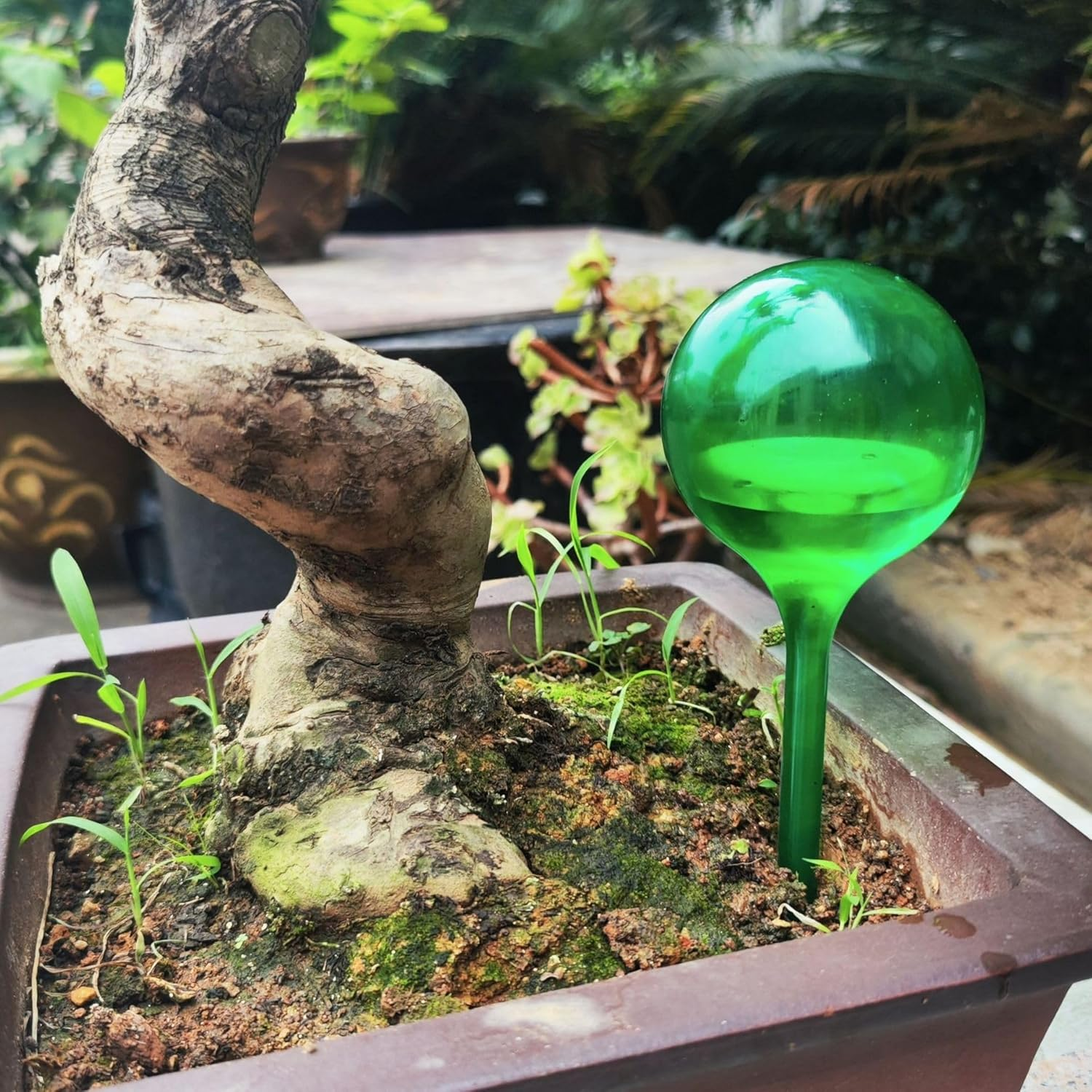 12 Pcs Plant Watering Globes,Plant Self-Watering Bulbs,Garden Watering Globes Device,Transparent Automatic Water Device for Garden Plant Indoor Outdoor(Green) image number 5