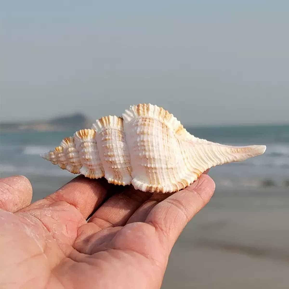 Shells,Conch Shell, Natural Large Conch 6~8Cm for Wedding Decor Beach Theme Party, Home Decorations(7-8Cm) image number 2