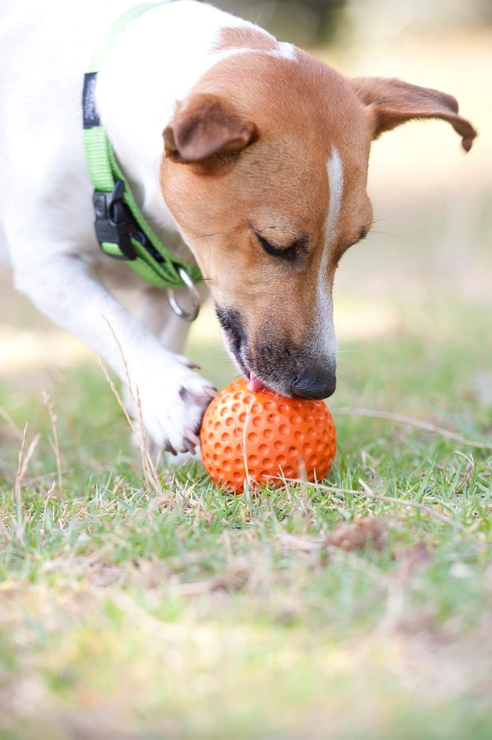Rogz Gumz Ball Lime, Medium image number 5