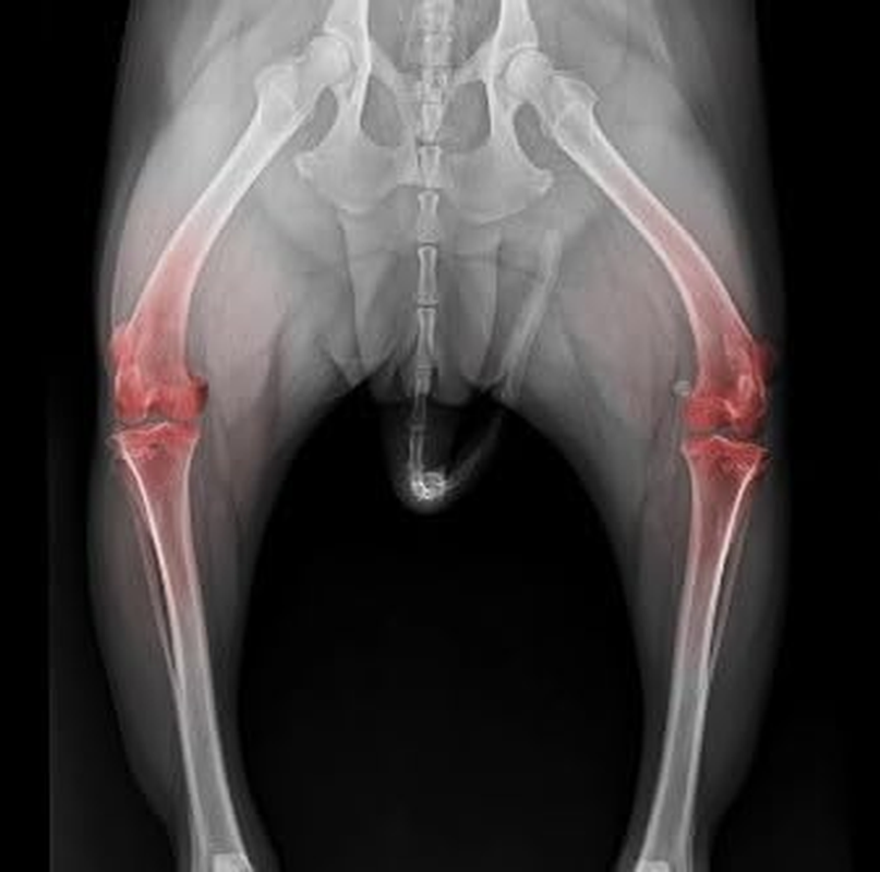 Canine Jointease MSM Chondroitin Glucosamine Powder Dog Joint Arthritis Dysplasia (400Gm) image number 1