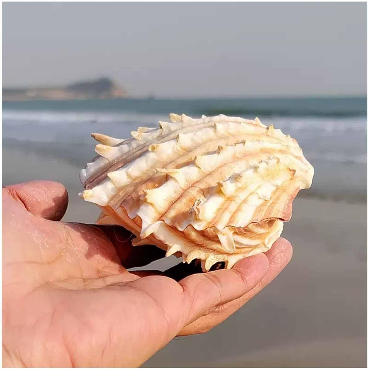 Shells,Conch Shell, Shells Natural Large Conch Shell 10-13Cm for Home Decorations,Diy Crafts(12~13Cm) image number 4