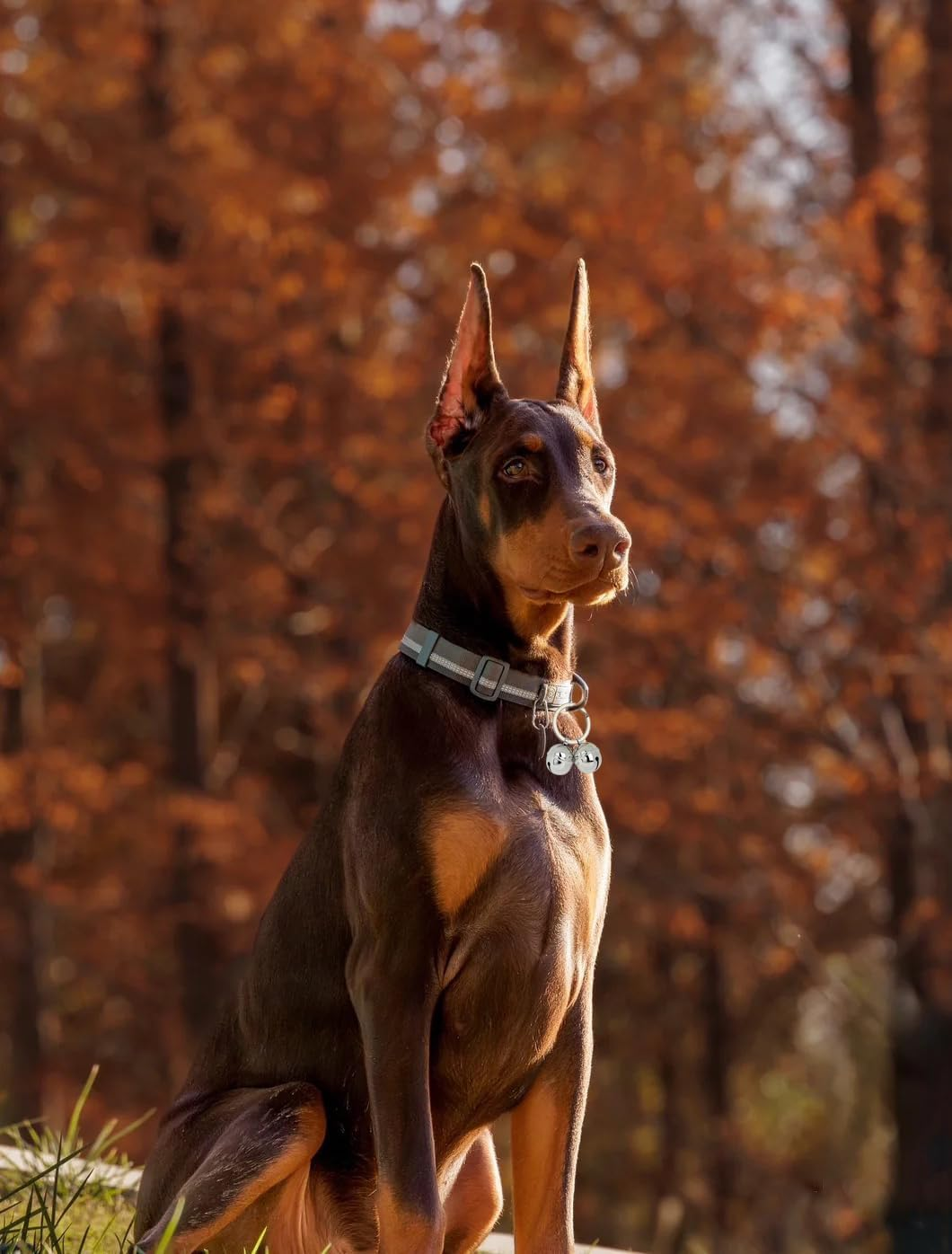 ROHOME Cat Dog Collar with Pet Tracker - Handmade Pure Copper Pendant Bell - Loud Anti-Lost Training Bell for Collar - save Birds & Wildlife image number 2