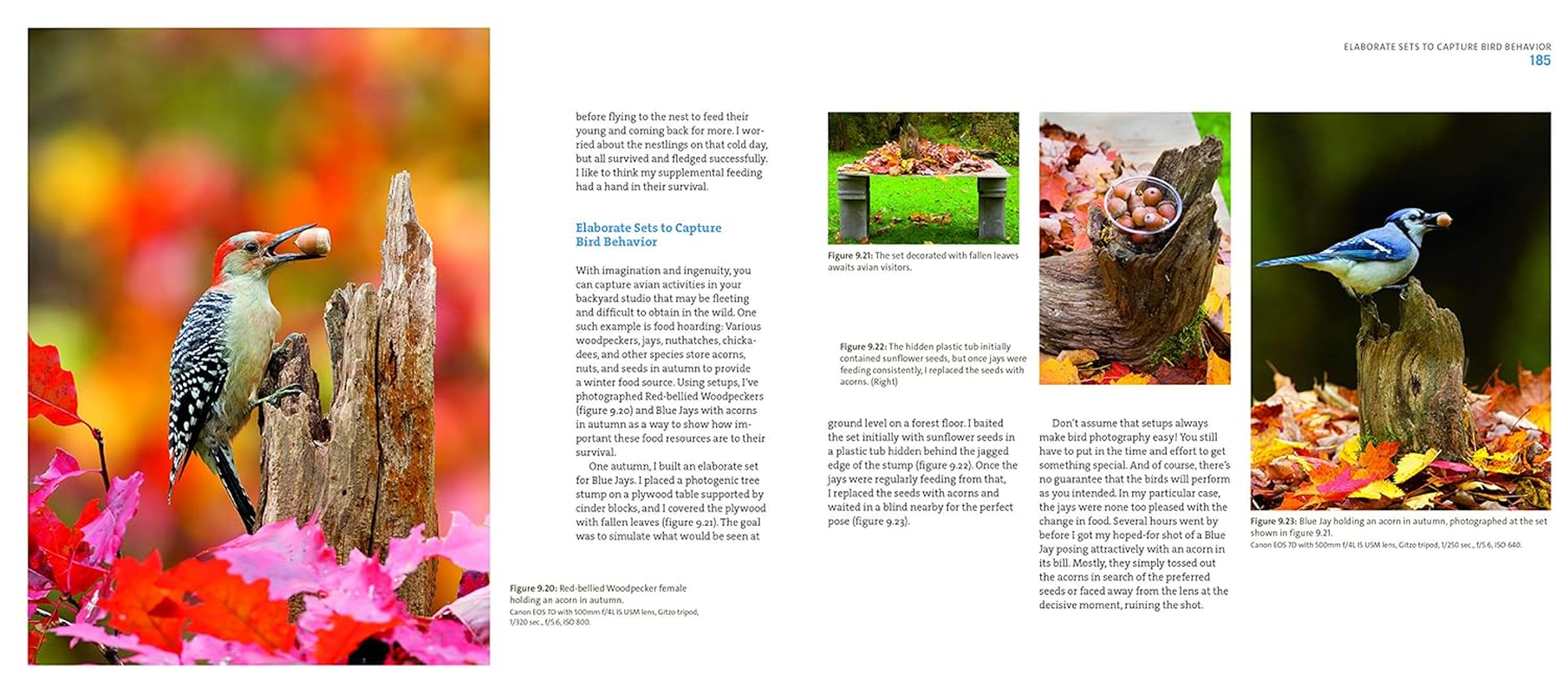 Mastering Bird Photography: the Art, Craft, and Technique of Photographing Birds and Their Behavior image number 1