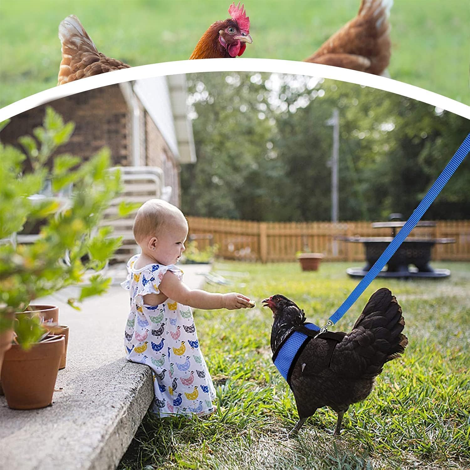 Chicken Harness and Leash, Modified Adjustable Breathable Harness Specially Designed for Rooster and Hens Duck Goose Training and Walking Size (Blue, XL) image number 3