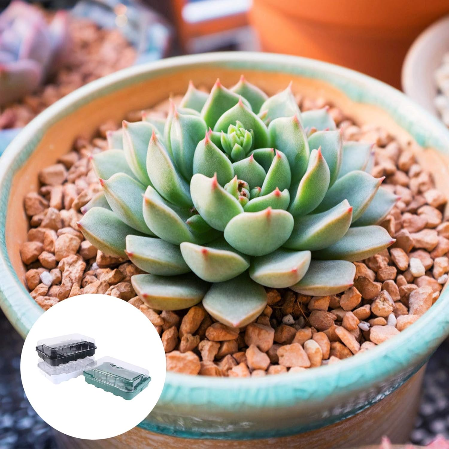 3 Sets Seedling Tray Hydroponic Grow Tray for Garden for Planting Seeds and Sprouting Kit image number 6