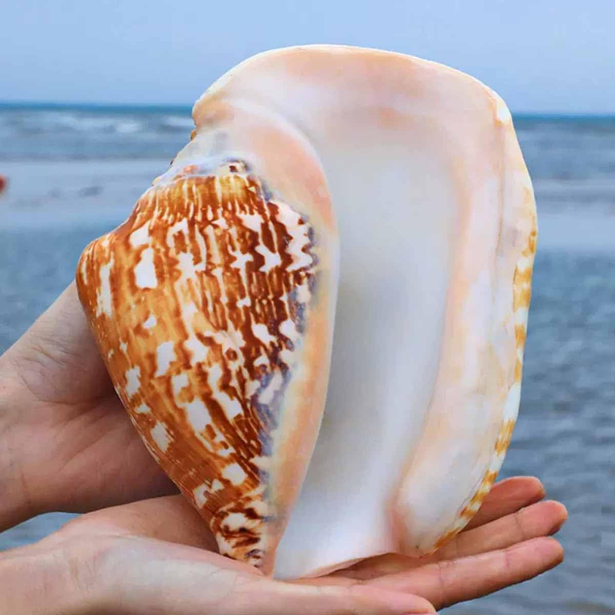 Shells,Conch Shell, Shells Natural Large Shell of Conch Home Decorations 12~16Cm(12~13Cm) image number 2