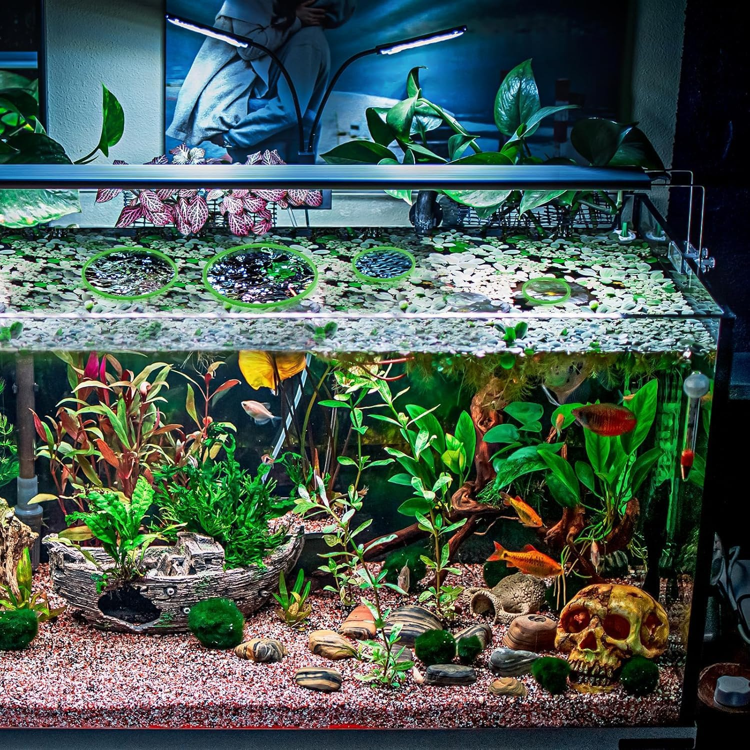 Limcryspp 5 Sizes Betta Feeding Rings,5 Pcs Aquarium Floating Plant Rings,Fish Feeding Ring for Fish Tank, Floating Plant Corral for Keeping Floating Plants in Place Aquarium Floating (Green) image number 2