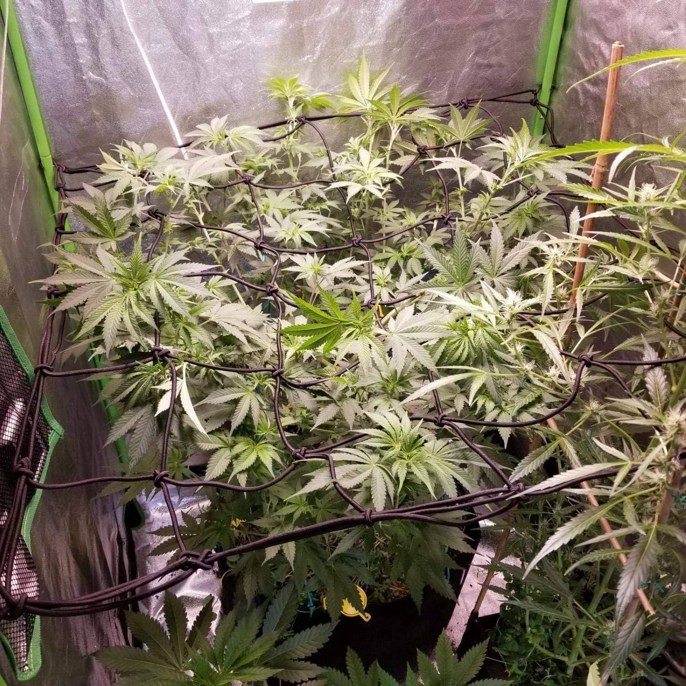 2X2 Trellis Net for Grow Tent, Flexible Grow Tent Netting Small Squares, 4 Pack Elastic Trellis Netting Plant Net Scrog Support with Hooks for Grow Tents image number 1