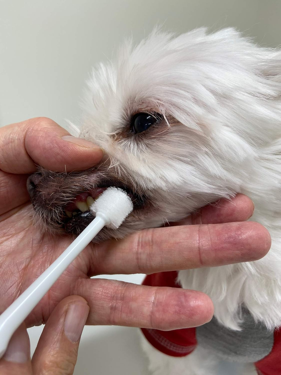 (Cylinder Head) - Toothbrush for Dogs Easy to Use Made in Japan Kenko Care by Mind Up image number 3