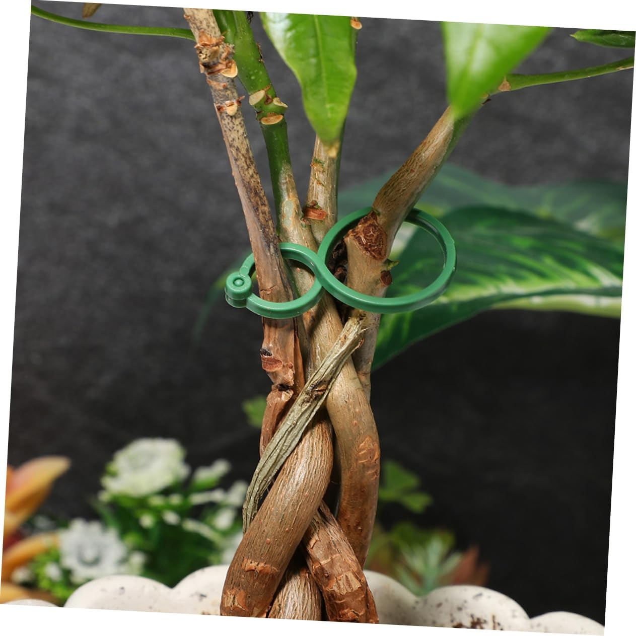 100Pcs Vegetable Garden Binding Clip Plant Training Clips Garden Plant Clamp Stem Flower Vine Clamp Supplies image number 4