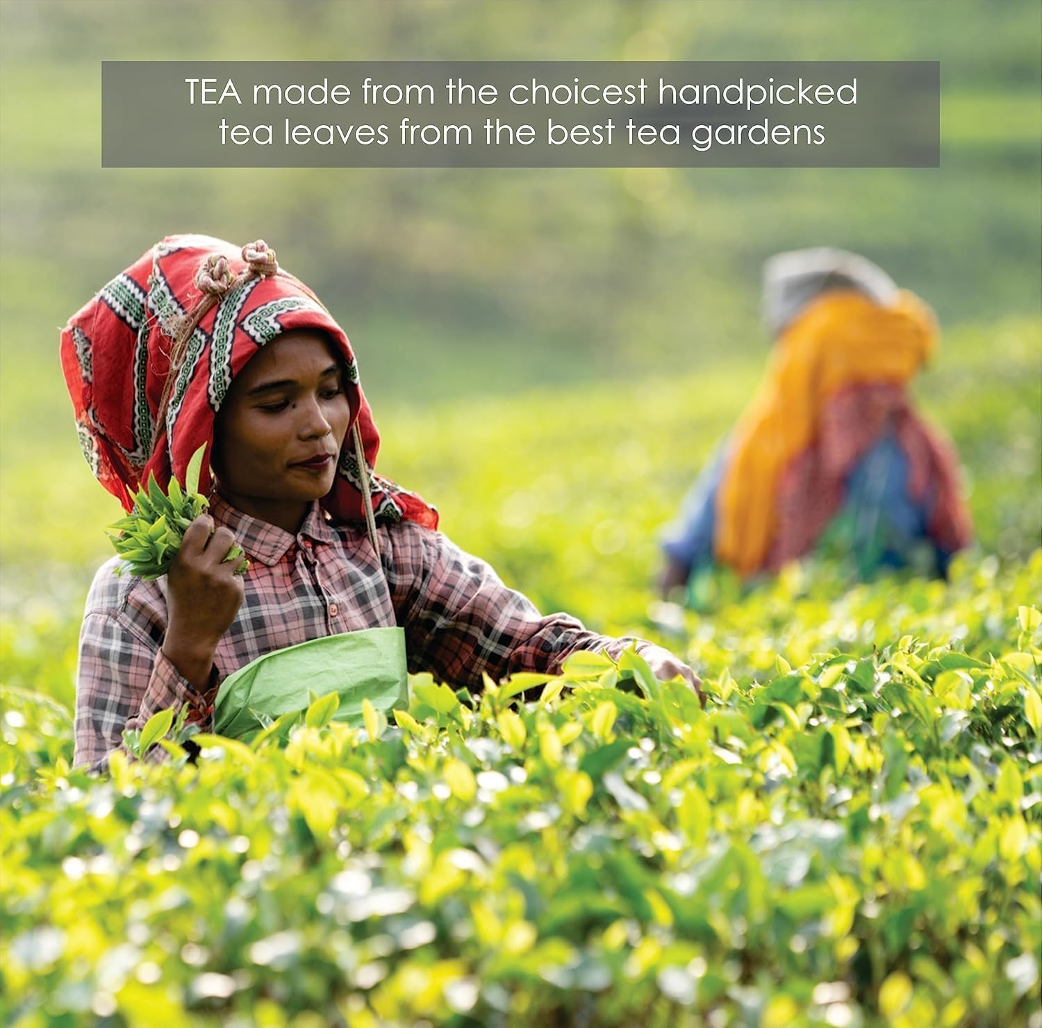 Octavius Pure Green Tea Bags &ndash; 30 Enveloped Bags | Antioxidant-Rich Detox Tea | Boosts Metabolism & Supports Weight Loss | Natural Green Tea image number 2