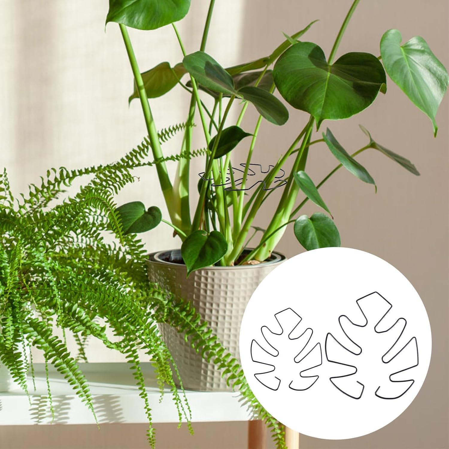 BOXOB Pack of 2 Plant Supports for Monstera Leaves, 2 Sizes Hooks to Support Climbing Plant Stems, Ideal Plant Support Monstera for Thriving Plant Growth (Black) image number 2
