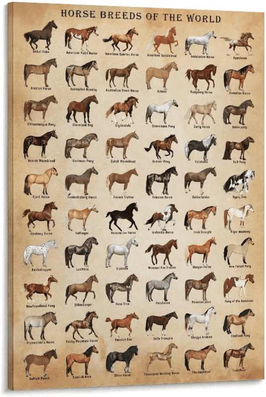 Horse Knowledge Horse Breeds of the World Poster Framed 12X16Inch