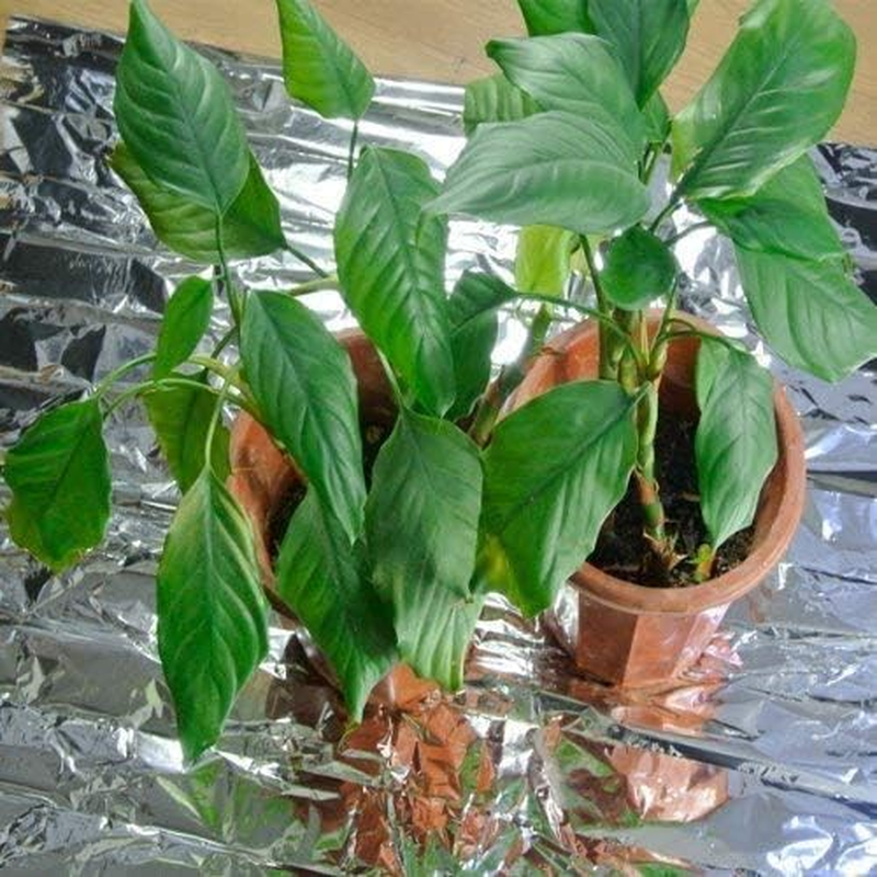 Yosoo Plant Reflective Film Garden Greenhouse Grow Highly Reflective Covering Foil Sheets 210 X 120 Cm / 82.68 X 47.24 Inch image number 6
