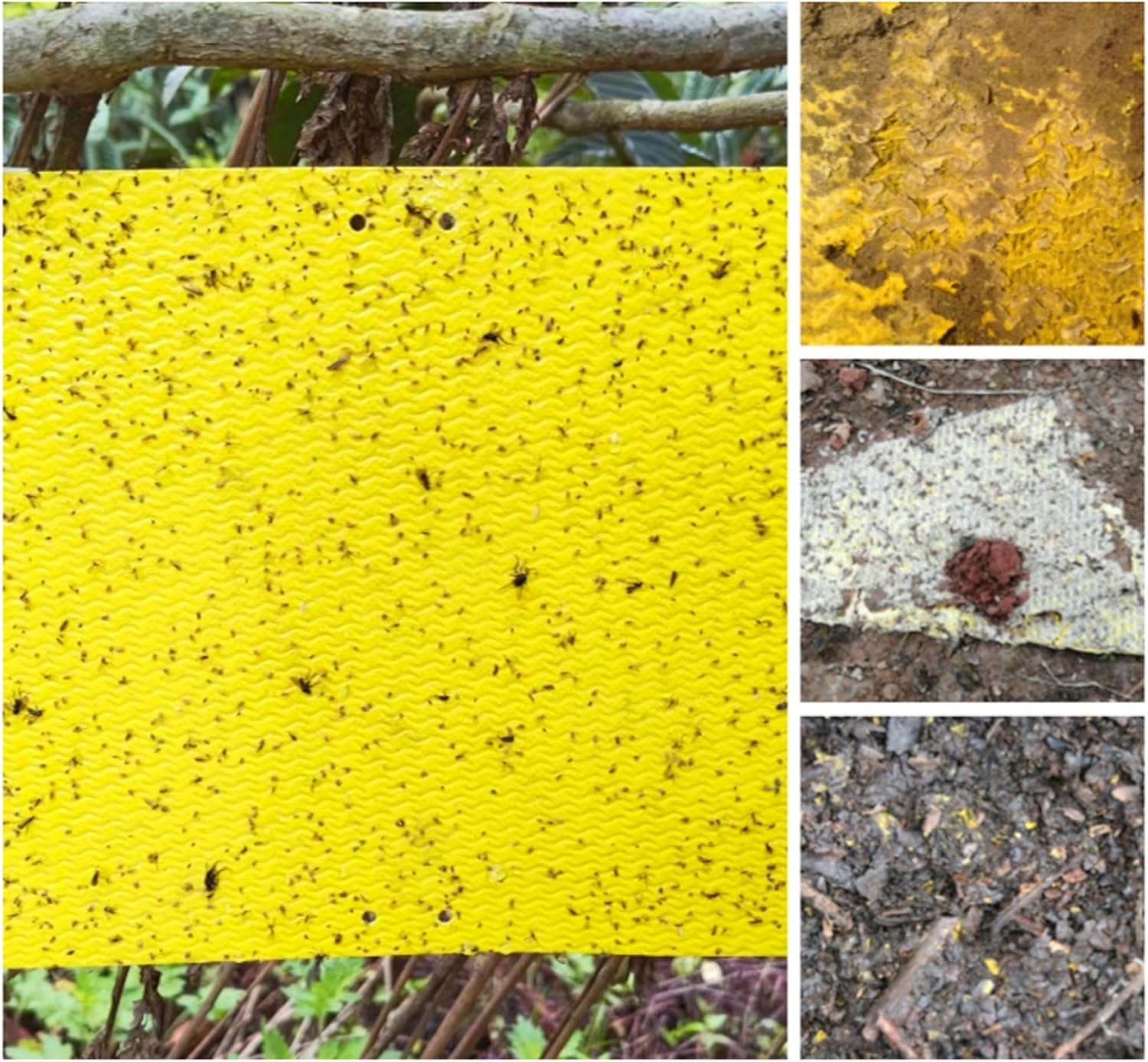 20-Pcs (25 * 20Cm) Fruit Insect Fly Traps, Increase Fertilizer, Insect Sticky Trap for In/Outdoor, Greenhouse Vegetables, Lawn, Garden, Farm, Home, Horticulture & Agriculture, Orchard Fields (Purple) image number 3