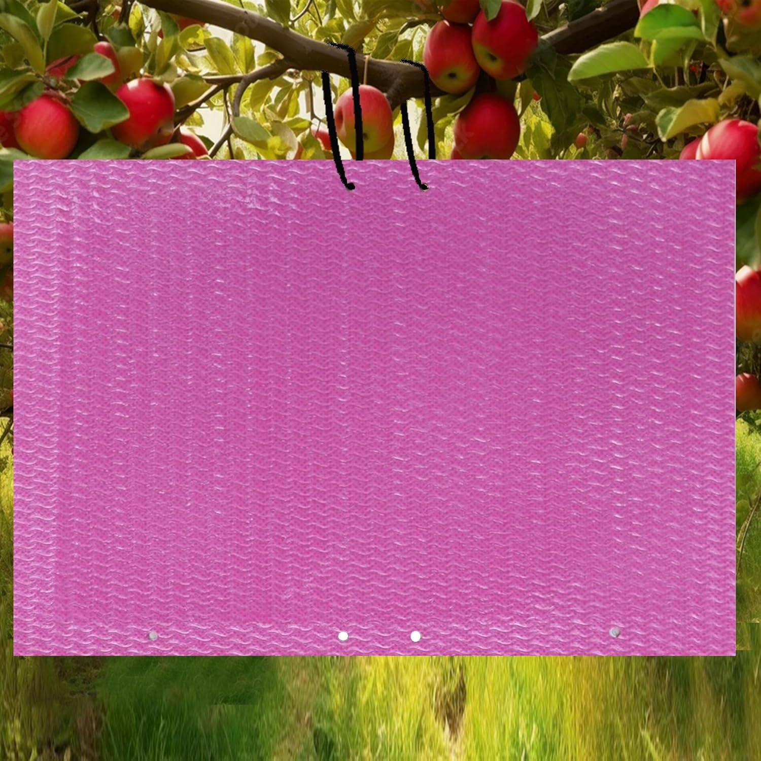 20-Pcs (25 * 20Cm) Fruit Insect Fly Traps, Increase Fertilizer, Insect Sticky Trap for In/Outdoor, Greenhouse Vegetables, Lawn, Garden, Farm, Home, Horticulture & Agriculture, Orchard Fields (Purple) image number 1