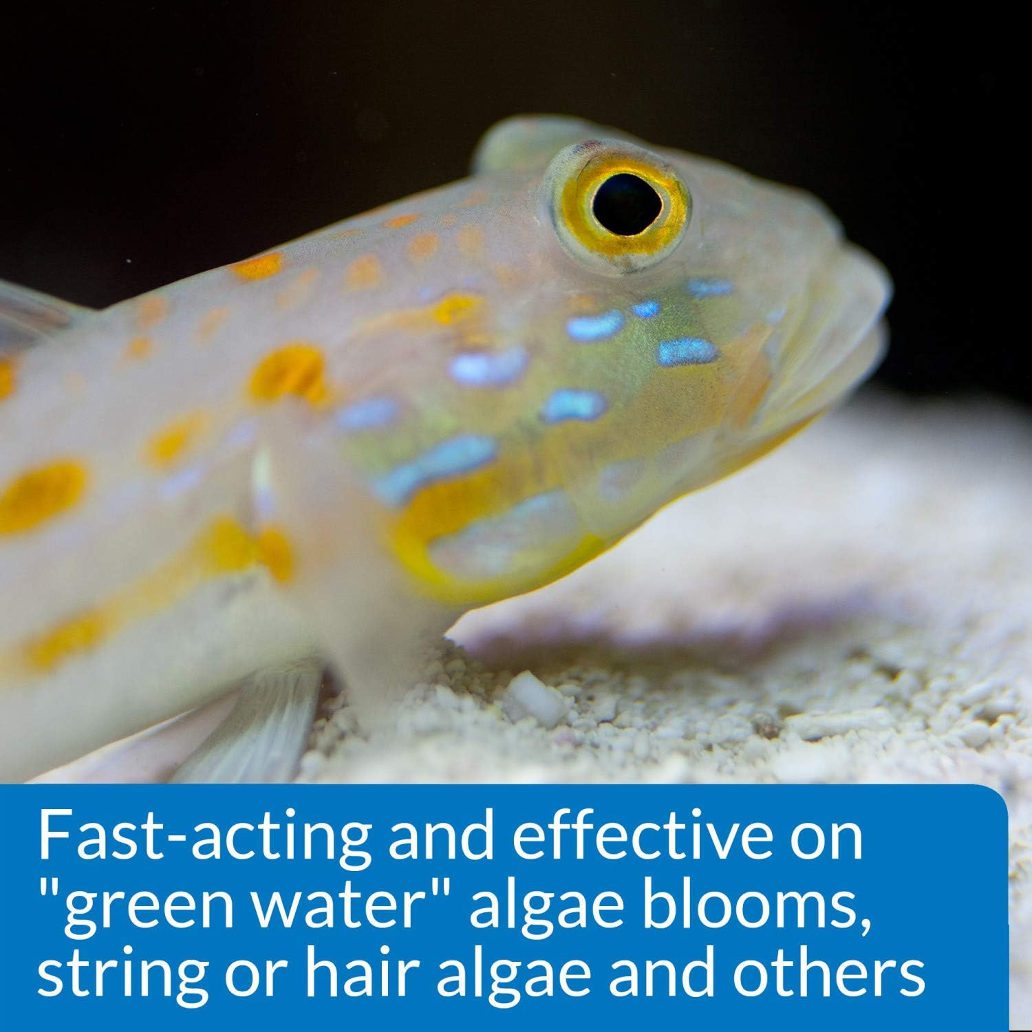 API Marine Algaefix, 473 Ml image number 2