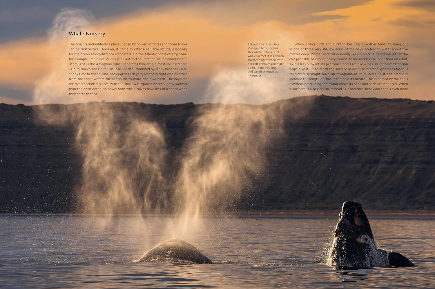 Planet Earth III: Accompanies the Landmark Series Narrated by David Attenborough image number 1