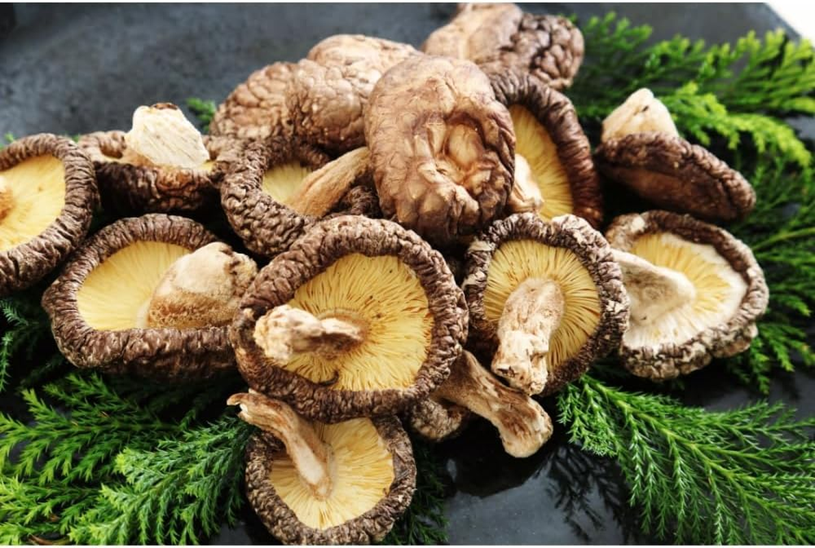 Heng Fai Shiitake Natural Money Mushroom - Large Meaty Texture for Authentic Flavour | High Protein | Perfect Vegan Food Choice for Stir-Fries, Soup and Stews | Fresh and Firm Quality | 100G image number 2