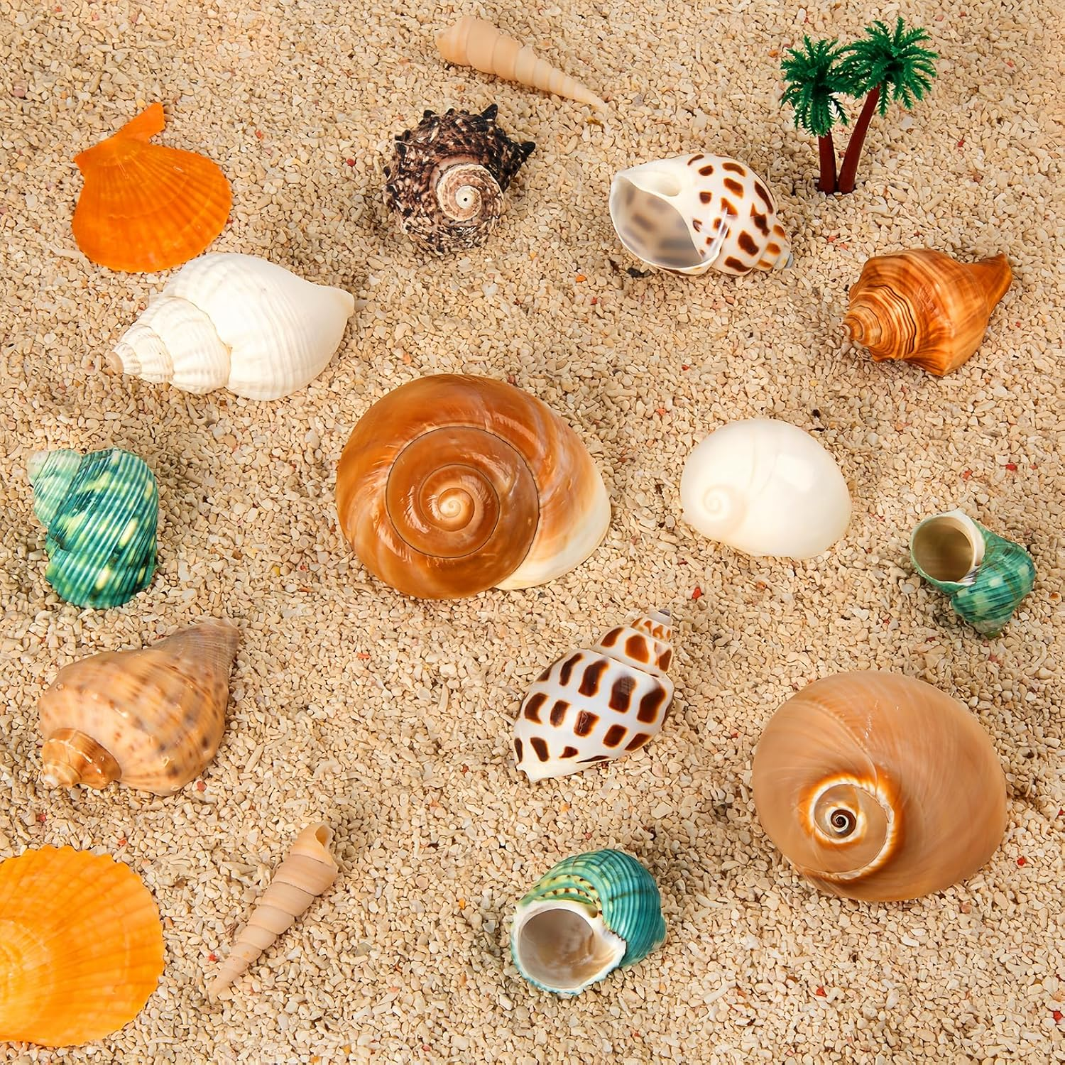12PCS Hermit Crab Shells | Natural Sea Conch Size 1.6"-3.2" | Growth Turbo for Small to Medium and Large Crabs, Saltwater Hermit Crab Supplies and Sea Shell for Beach Decor image number 1