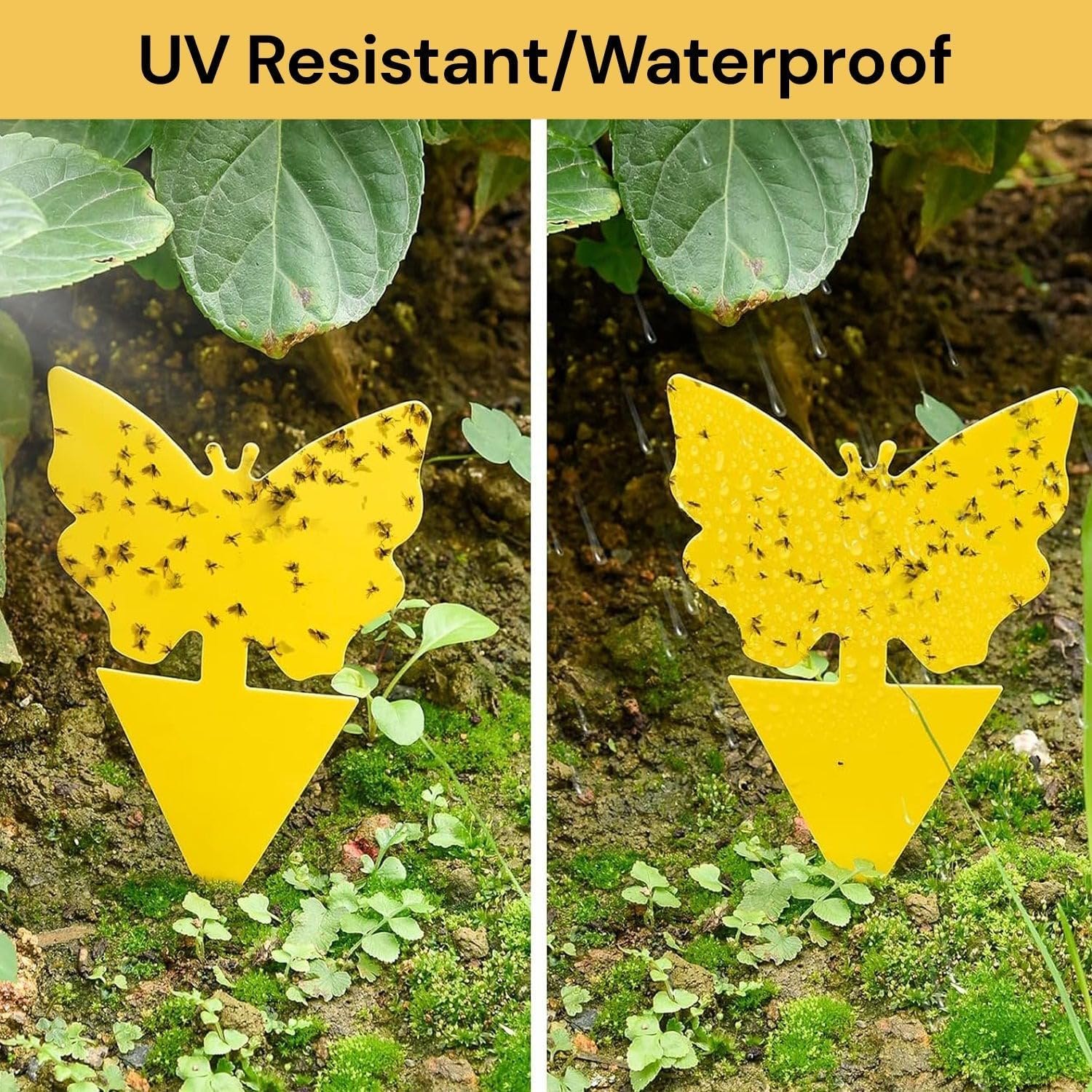 EZONEDEAL 12 PCS Sticky Traps, Yellow Dual-Sided Sticky Insect Catcher with Twist Ties Fruit Fly Fungus Gnat Trap for Whiteflies Mosquitos Fungus Aphids Leafminers Indoor Outdoor Use image number 4