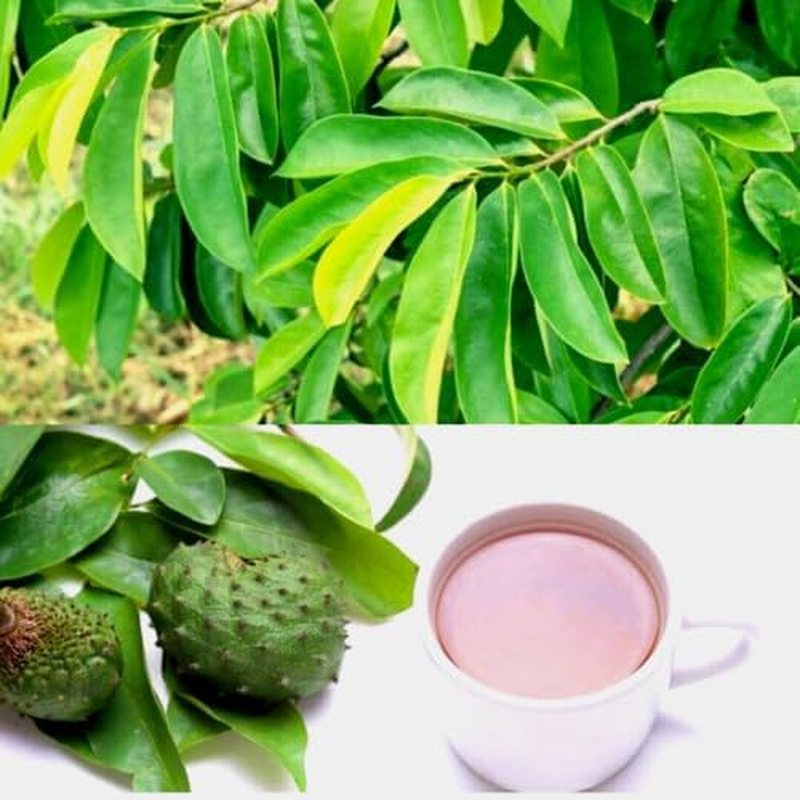 Premium Quality Dried Soursop Graviola 120 Leaves image number 3