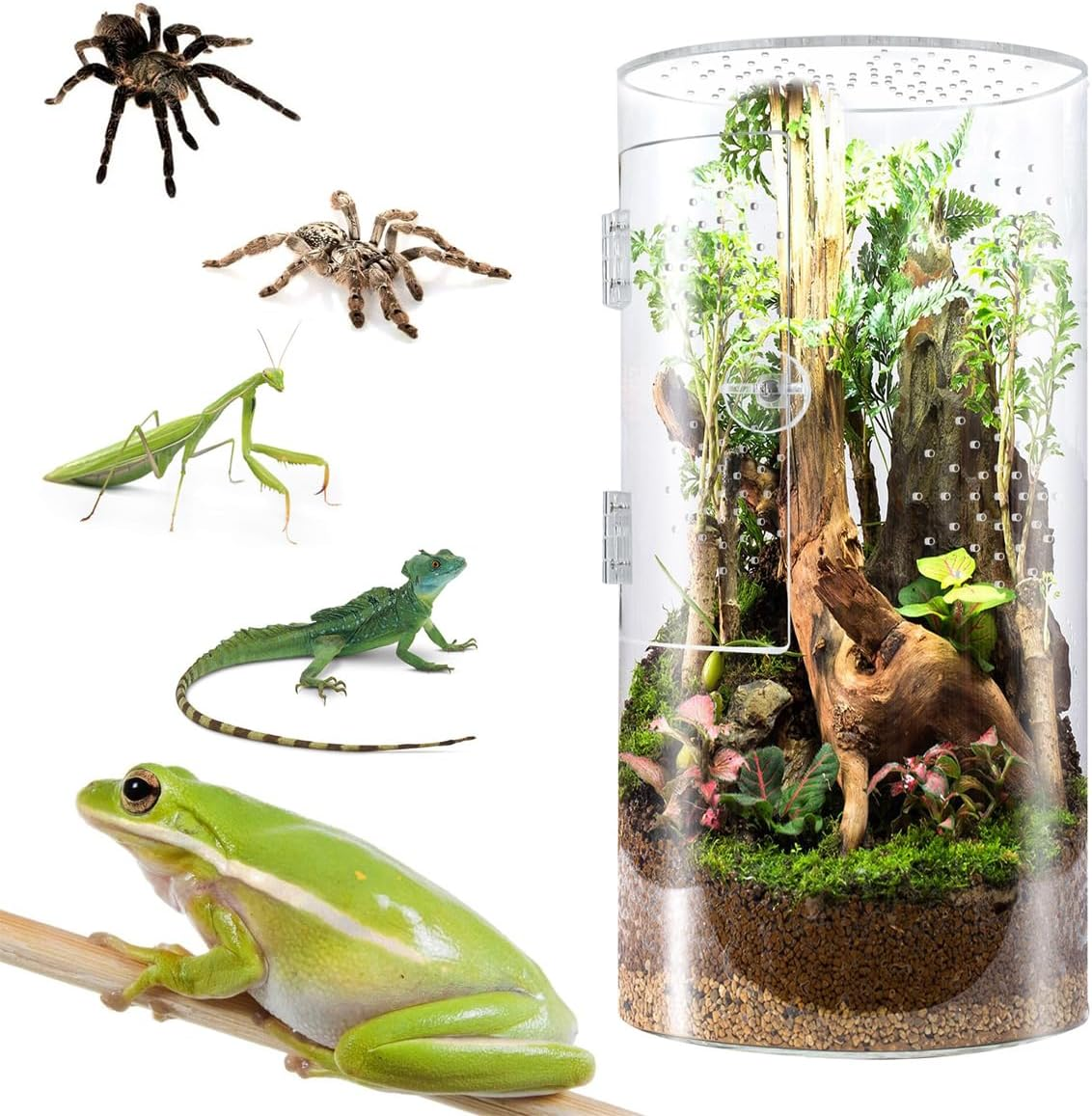 AIMALL Jumping Spider Cylindrical Pet Breeding Box with Front Door | Acrylic Reptile Cage for Pet Spiders and Small Reptiles, 11.5X6In Terrarium Habitat image number 5
