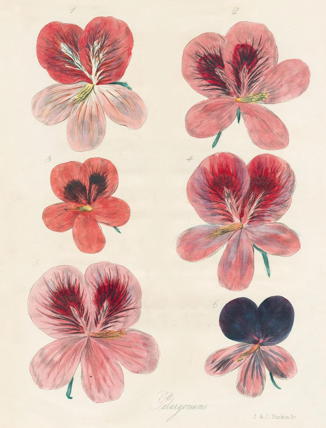 John Derian Paper Goods: Wrapping Paper & Gift Tags image number 3