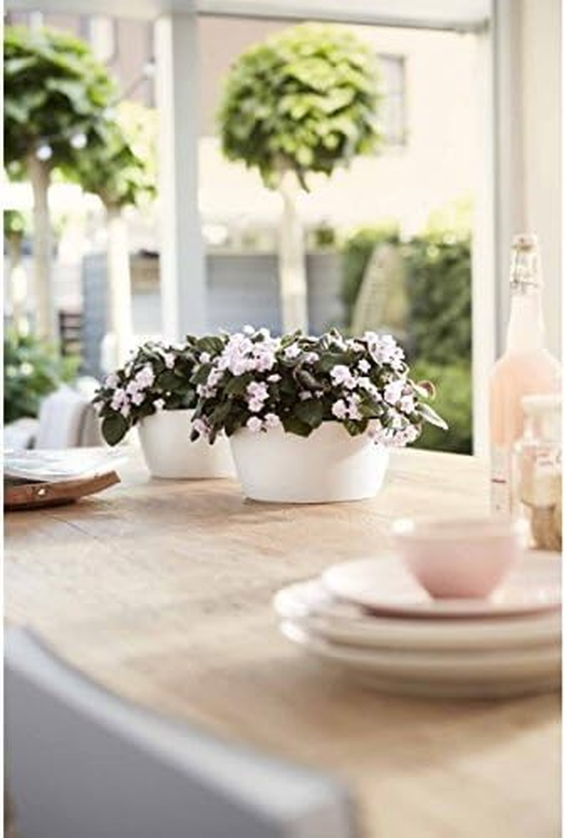 Elho Brussels Bowl - 23Cm Recycled Plastic Bowl-Shaped Large Plant Pot - Lightweight Planter Pot - Ideal for Indoor & Outdoor Planting - Flower Pot for Garden & Patio - Light Gray image number 6