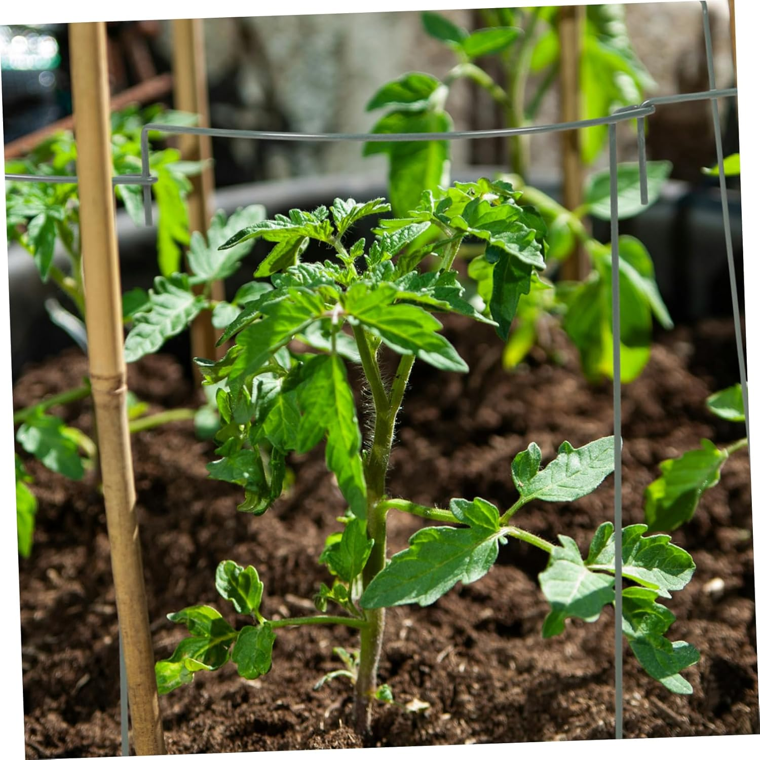 5Pcs Plant Trellis Support for Climbing Plants Curved Flower Bracket for Use Garden Stake Height image number 3