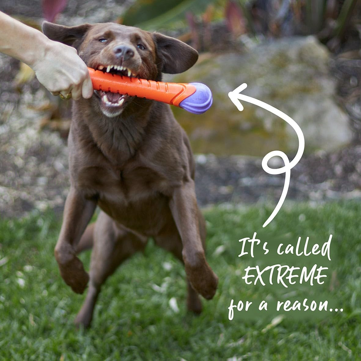 Kazoo Extreme Play Chew Stick, Large image number 3