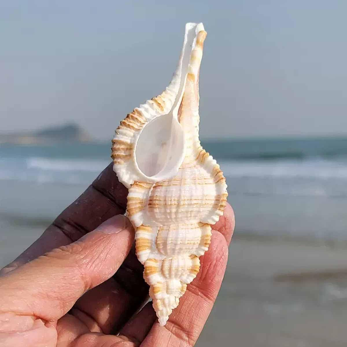 Shells,Conch Shell, Natural Large Conch 6~8Cm for Wedding Decor Beach Theme Party, Home Decorations(7-8Cm)