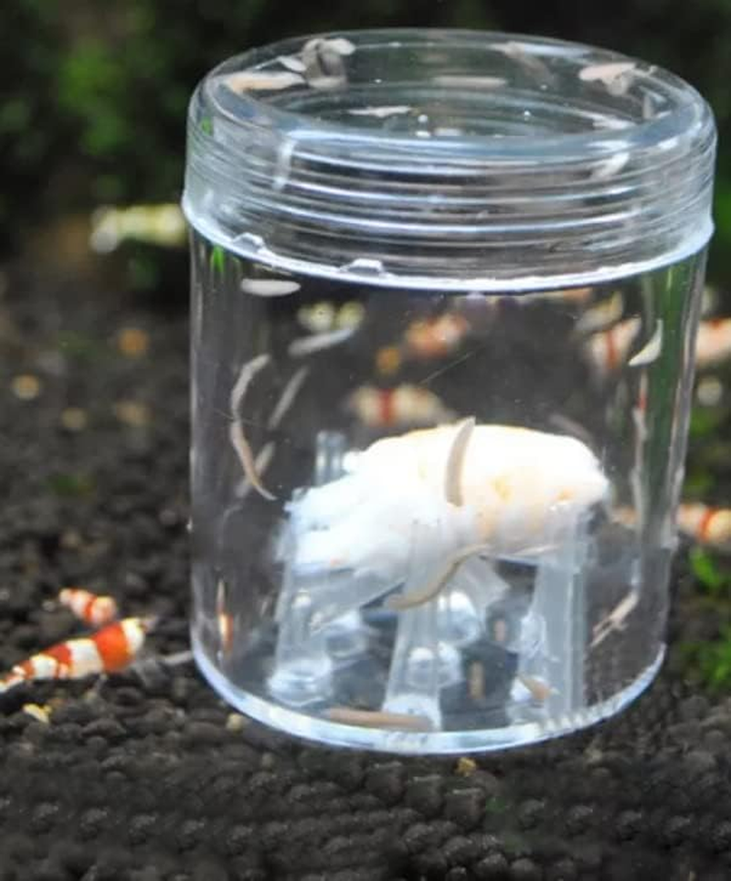 Planaria Trap Leech & Flatworm Trap/Catcher for Shrimp Tank or Aquarium by Awesome Aquatic