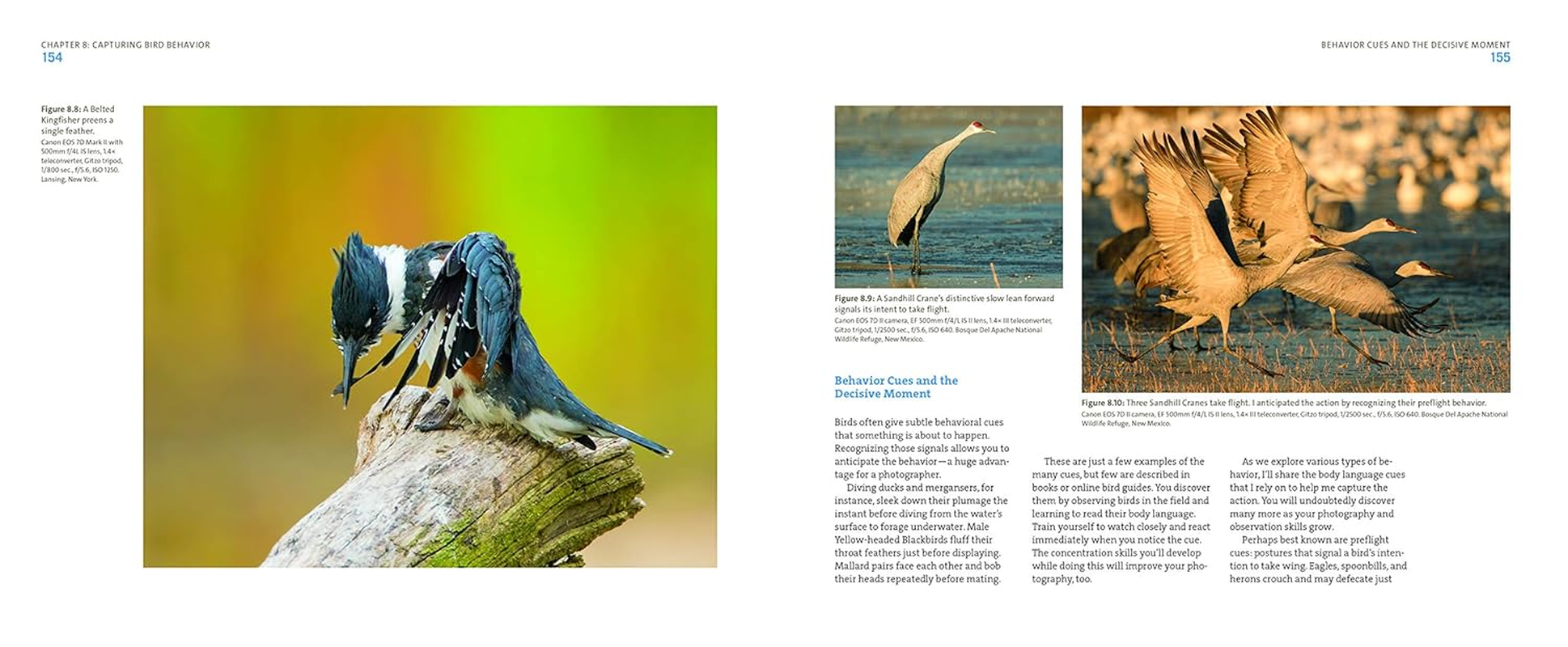 Mastering Bird Photography: the Art, Craft, and Technique of Photographing Birds and Their Behavior image number 4