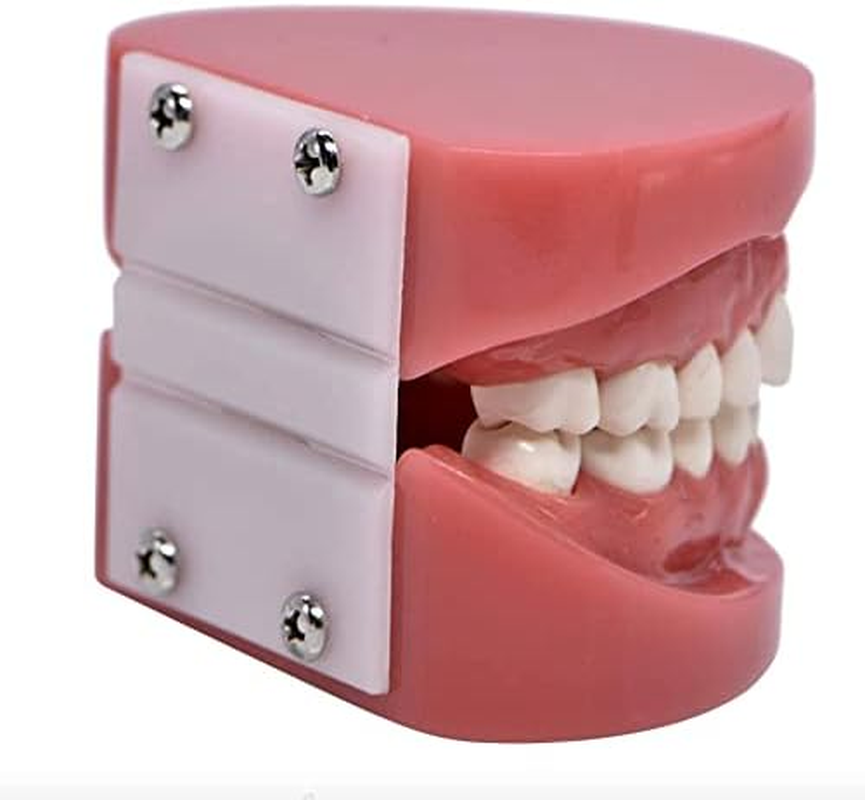 Dental Model Typodont Tooth Model 1:1 Brushing Flossing Practice Teeth Mode Gingiva Visible Anatomic Demonstration for Study Adult Standard Teaching Model image number 2