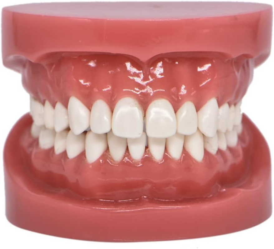 Dental Model Typodont Tooth Model 1:1 Brushing Flossing Practice Teeth Mode Gingiva Visible Anatomic Demonstration for Study Adult Standard Teaching Model image number 5
