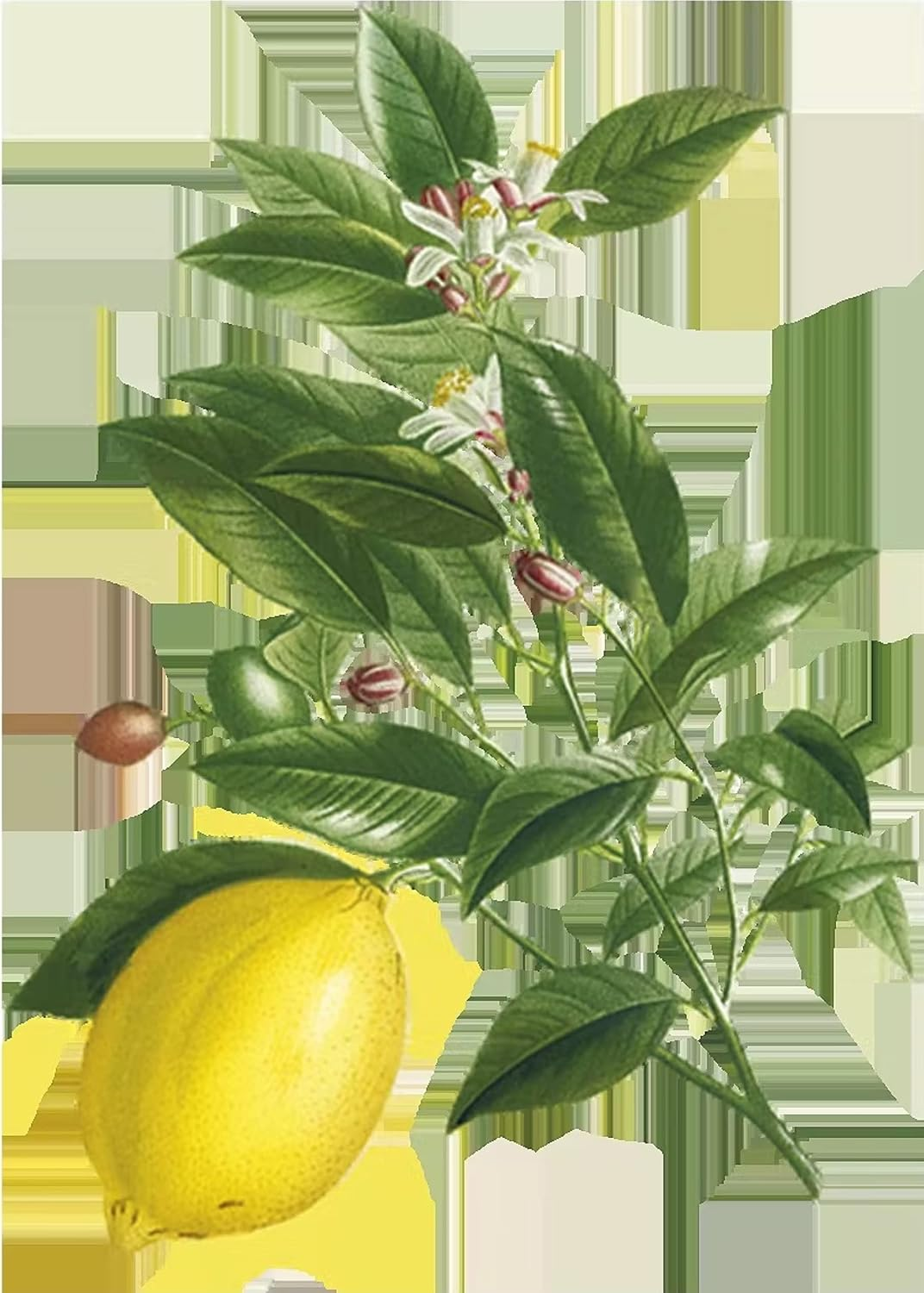 Lady Joseph Lemon Curd Biscuits 100G image number 1