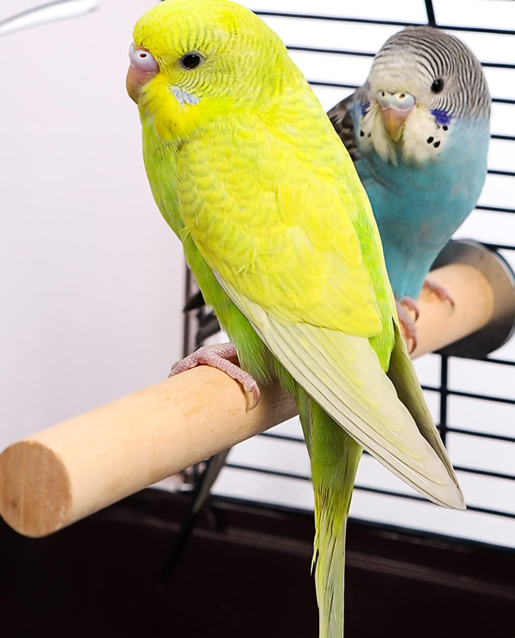 10 PCS Bird Perch, Bird Stand Toy Set Natural Wood Parrot Stand Branch Parakeet Toys Stick Exercise Bird Cage Accessories for Budgies Love Birds Finches Small Bird Toys image number 5