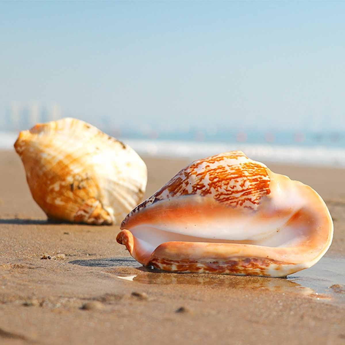 Shells,Conch Shell, Shells Natural Large Shell of Conch Home Decorations 12~16Cm(12~13Cm) image number 6