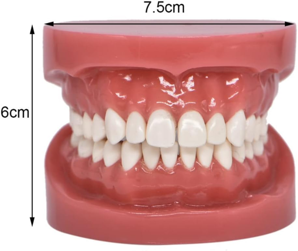 Dental Model Typodont Tooth Model 1:1 Brushing Flossing Practice Teeth Mode Gingiva Visible Anatomic Demonstration for Study Adult Standard Teaching Model
